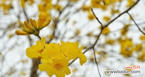 美丽的花朵 风铃花语