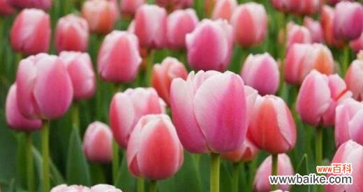 探索郁金香的花语 粉色郁金香花语