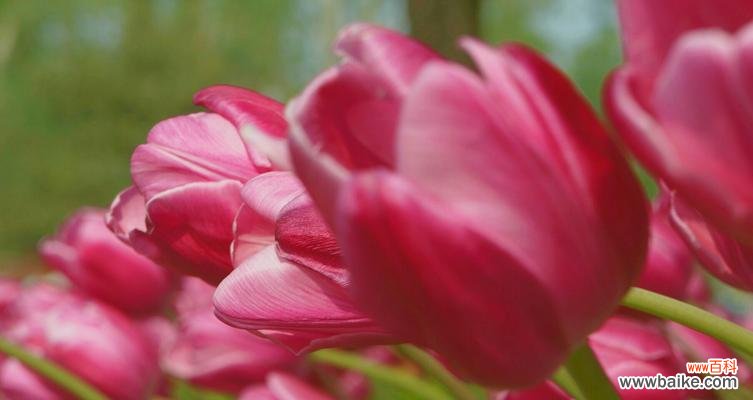 探索粉色郁金香的美丽寓意 粉色郁金香的花语与寓意