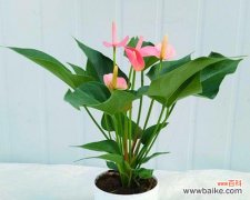 探索粉掌在不同文化中的象征意义 以粉掌的代表意思