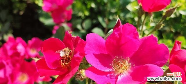 用鲜花讲述爱情 丰花月季的花语与美丽传递