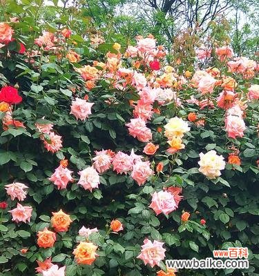 用鲜花讲述爱情 丰花月季的花语与美丽传递