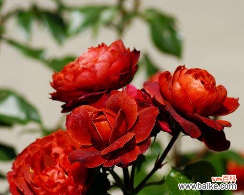 花开如意 以丰花月季代表意思