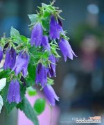 探索风铃草的花语 风铃草的花语与不同颜色的含义