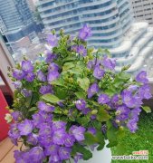 探寻风铃草的象征意义 风铃草的美丽与寓意