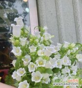 探究风铃草在不同文化中的象征意义 风铃草的花语与寓意