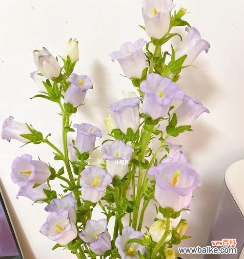 探索风铃草的美丽与哲学 风铃草的寓意与象征意义