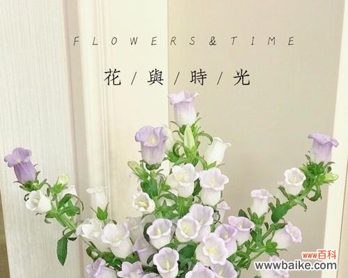 探索风铃草的美丽与哲学 风铃草的寓意与象征意义