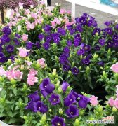 探索风铃草的美丽与哲学 风铃草的寓意与象征意义