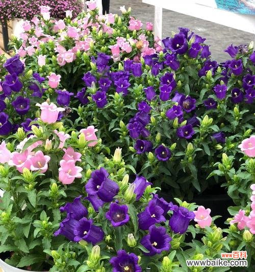 探索风铃草的美丽与哲学 风铃草的寓意与象征意义