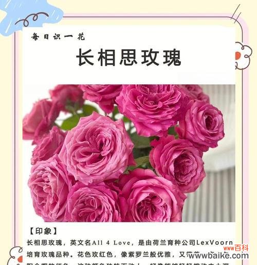 以美丽花语寄托情感，李叶绣线菊让我们重新定义爱与坚持 李叶绣线菊花语