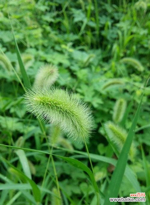 揭开狗尾草花语的意义与象征 狗尾草花语