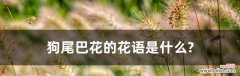 解读狗尾巴花的意义与象征 狗尾巴花的花语及寓意