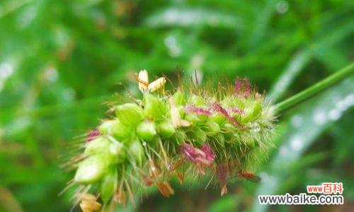 揭秘狗尾巴花的意蕴及文化传承 狗尾巴花的象征意义与传说