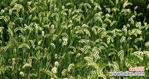 狗尾巴草的象征与寓意解读 狗尾巴草的象征意义及寓意