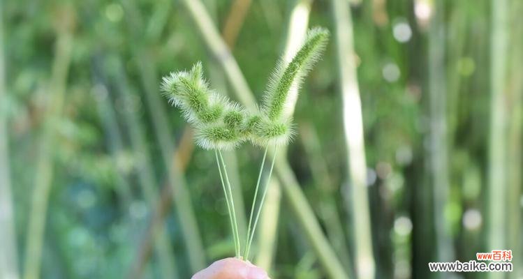 狗尾巴草的象征与寓意解读 狗尾巴草的象征意义及寓意