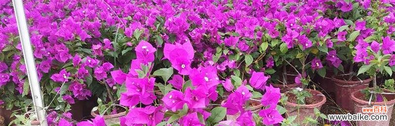 探寻广元市花的花语 广元市花是什么