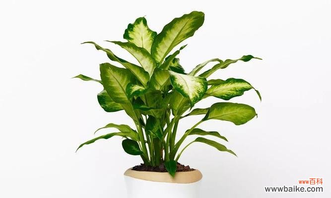 探寻广东万年青开花的奥秘与象征 广东万年青开花的风水寓意