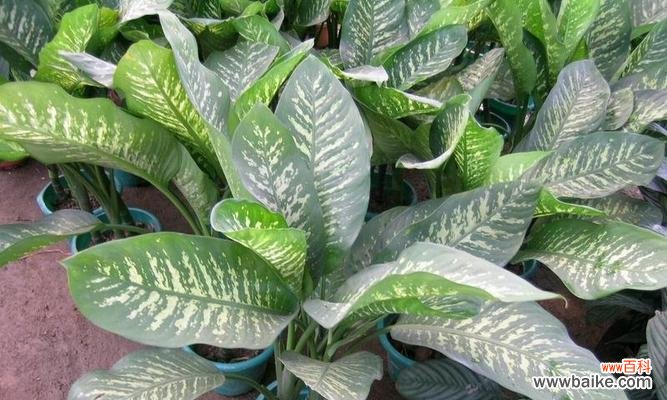 探寻广东万年青开花的奥秘与象征 广东万年青开花的风水寓意