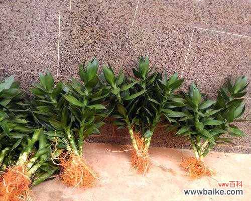 观音竹的吉祥寓意和风水效应 以观音竹的寓意和象征风水