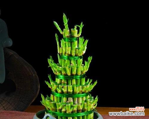 观音竹的吉祥寓意和风水效应 以观音竹的寓意和象征风水