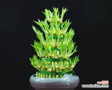 观音竹的吉祥寓意和风水效应 以观音竹的寓意和象征风水