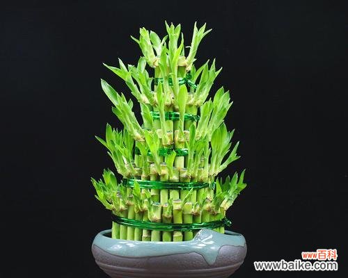 观音竹的吉祥寓意和风水效应 以观音竹的寓意和象征风水