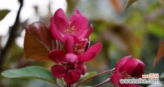 探索海棠花的深层含义与风水象征 海棠花的寓意与象征风水解读