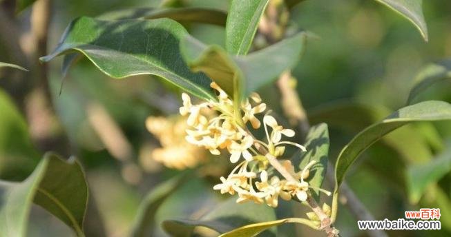 传承千年的吉祥符号 桂花的寓意与象征风水