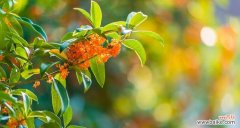 传承千年的吉祥符号 桂花的寓意与象征风水