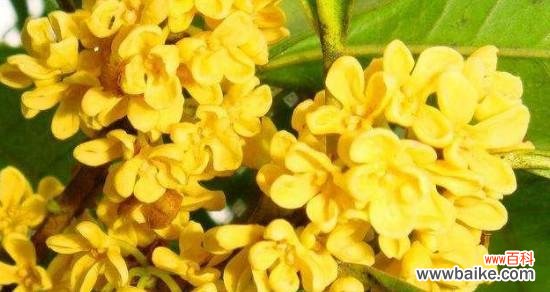 传承千年的芳香 桂花的花语与传说