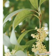 美丽芬芳的桂花 桂花的象征意义及寓意