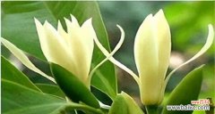 以含笑花的风水的重要性及八个适宜摆放位置 以含笑花的风水寓意和摆放位置