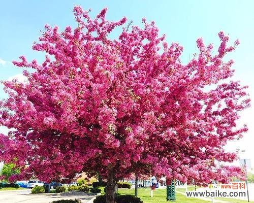 揭示海棠树的神秘力量与传统象征 海棠树风水之寓意与作用