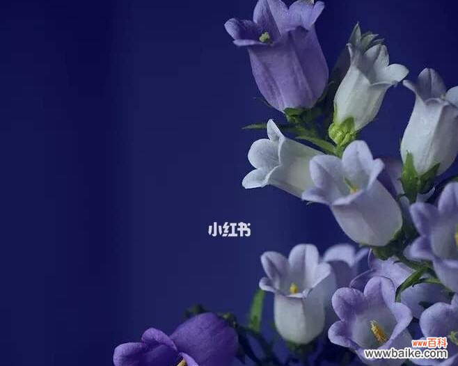 以不同颜色的风铃花传递的心语 风铃花的花语之色彩篇
