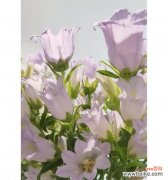 以不同颜色的风铃花传递的心语 风铃花的花语之色彩篇