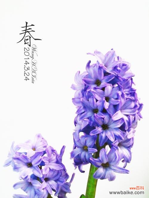 探寻风信子的深层内涵与情感表达 风信子的花语与象征意义