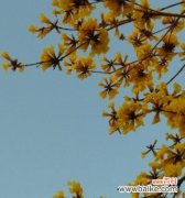 探寻风铃花的传说源泉及其深意 风铃花之谜