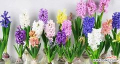 花开清香 风信子的花语传递的美丽寓意