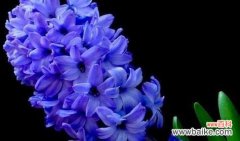 风信子的神秘花语及其象征意义 风信子花语与象征意义