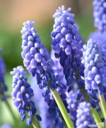 寓意深远的风信子 风信子的寓意——花开馨香，希望永存