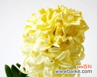 探索风信子的花语 风信子花语与寓意