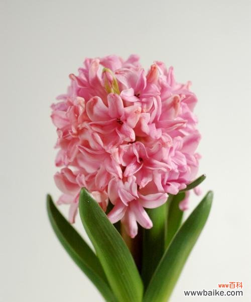 探索风信子的花语 风信子花语与寓意