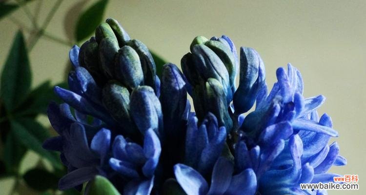 绽放的美丽 风信子的花语与寓意——花开千红,幸福永恒