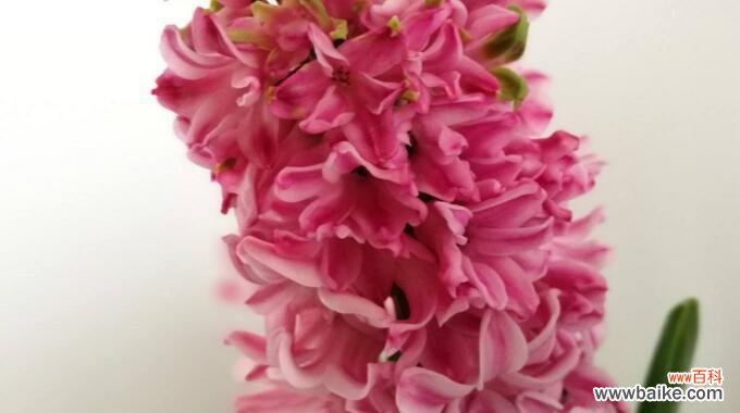 绽放的美丽 风信子的花语与寓意——花开千红,幸福永恒