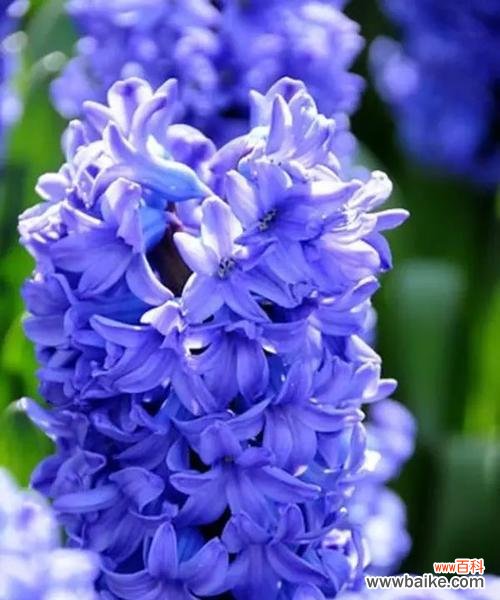 绽放的美丽 风信子的花语与寓意——花开千红,幸福永恒