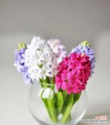 探寻风信子的美丽和象征意义 风信子的简单寓意——追寻生命之美