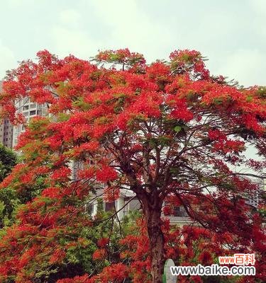 唤醒内心的情感 枫叶的花语——秋意渐浓