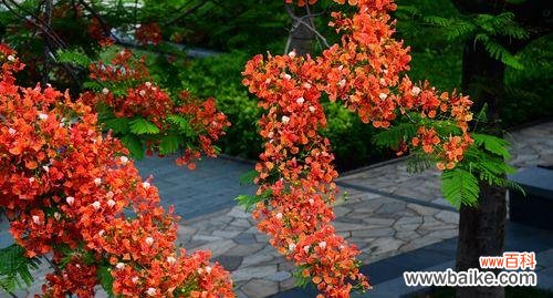 激情焚烧的凤凰花为生命注入新的希望 凤凰花