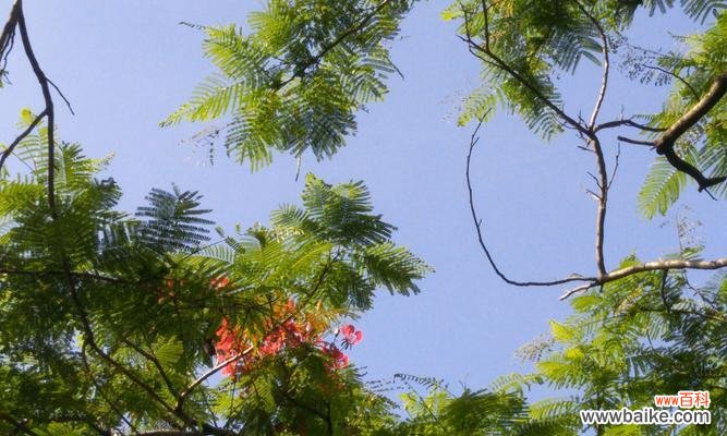 激情焚烧的凤凰花为生命注入新的希望 凤凰花